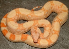 albino boa