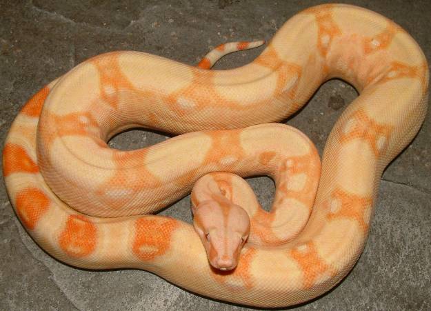 albino boa