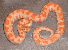 hybrid 75% burmese 25% retic