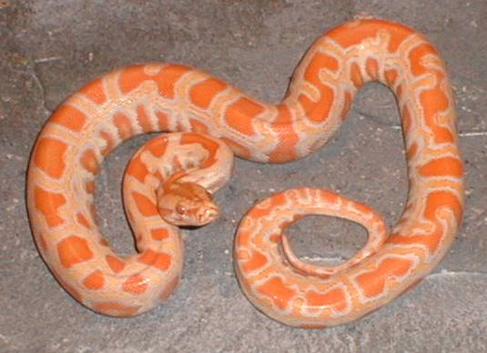 hybrid 75% burmese 25% retic