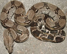 anerythristic sonoran boa