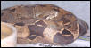 anerythristic boa