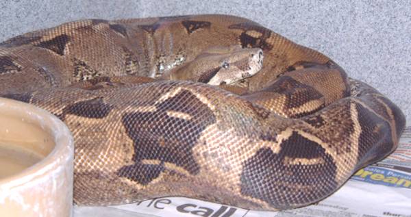 anerythristic boa