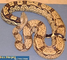 arabesque boa