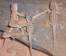 dragons