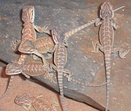 dragons