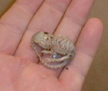 baby dragon