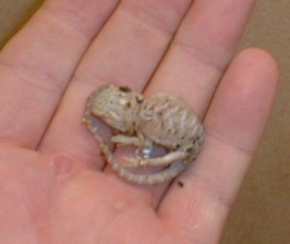 baby dragon
