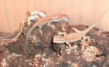 dragons