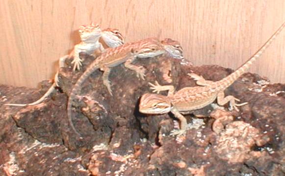 dragons