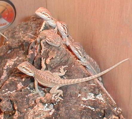 dragons