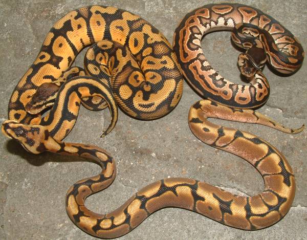 ball pythons