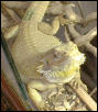 banana dragon