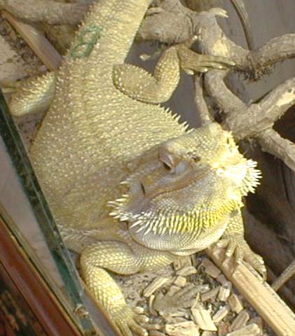banana dragon