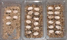dragon eggs