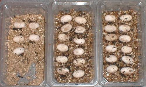 dragon eggs