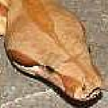 boa