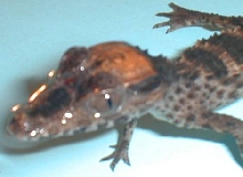 caiman