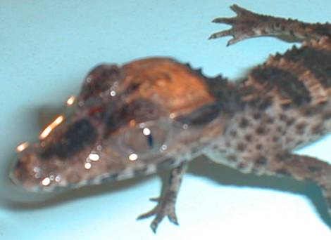 caiman