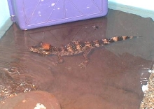 caiman