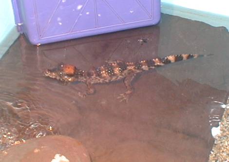 caiman