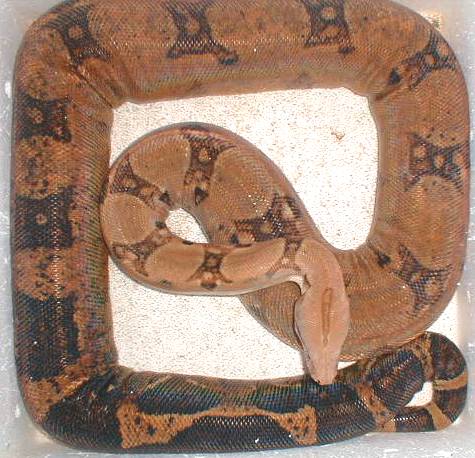 caramel boa 9ft 