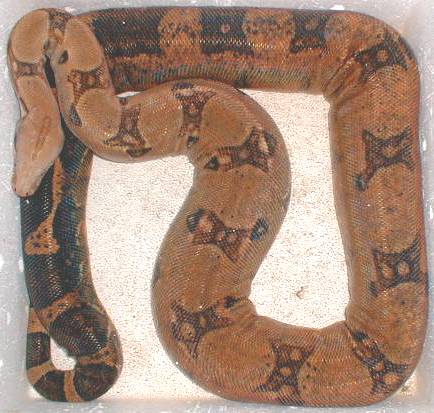 caramel boa