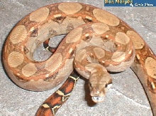 boa