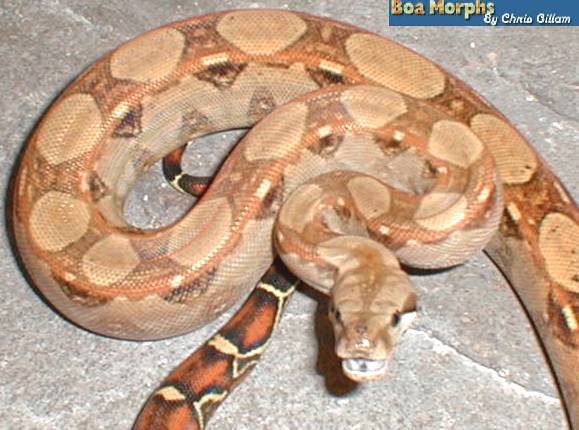 boa