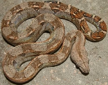 crawl cay