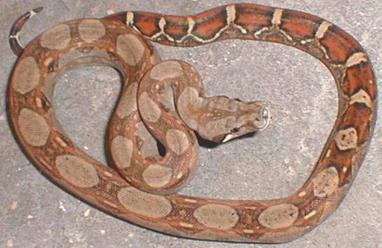 boa