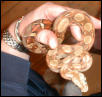 circleback boa