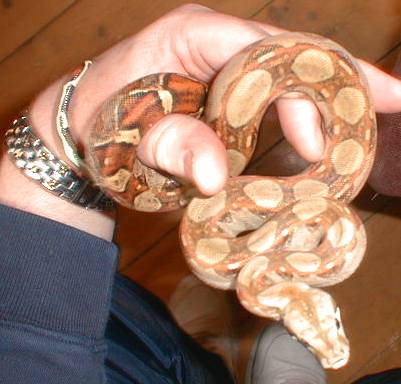 circleback boa
