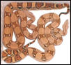 boa constrictors