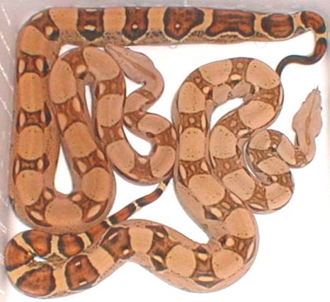 boa constrictors