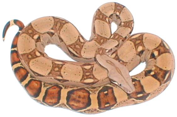boa consrictor
