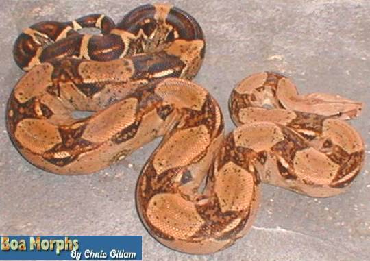 coral het albino