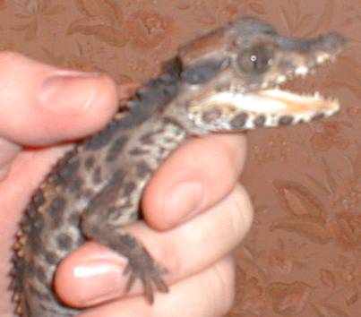 caiman
