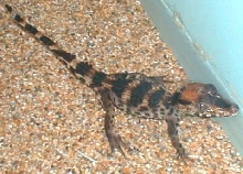 caiman