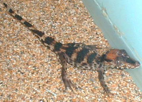 caiman