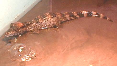caiman
