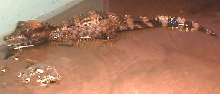 caiman