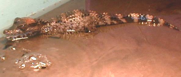 caiman