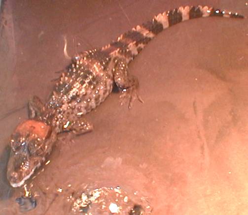 caiman