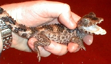 caiman