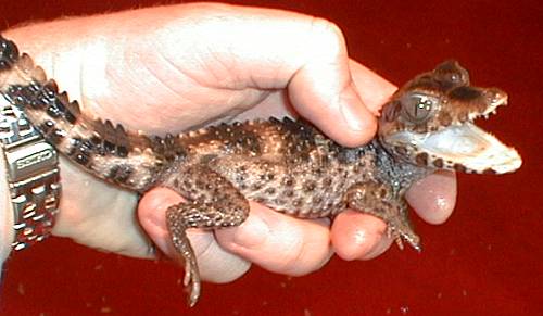 caiman