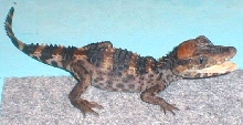caiman