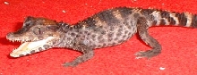 caiman