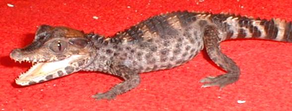 caiman