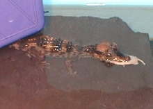 caiman